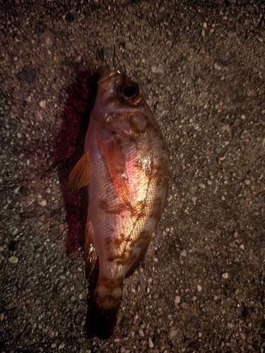 メバルの釣果