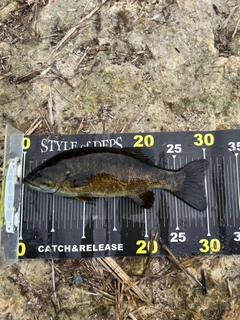 スモールマウスバスの釣果