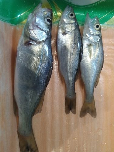 セイゴ（マルスズキ）の釣果