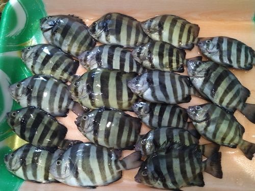 サンバソウの釣果