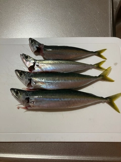 ムロアジの釣果