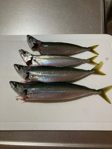 ムロアジの釣果