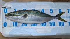 ワラサの釣果