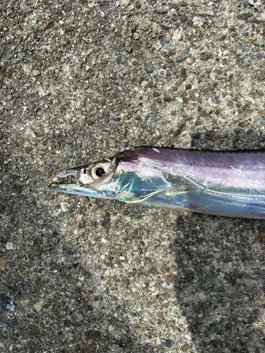 タチウオの釣果
