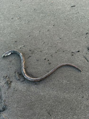 ウミヘビの釣果