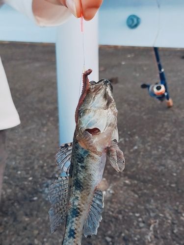 ハゼの釣果