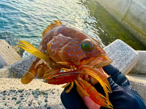 アコウの釣果