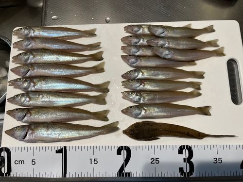 キスの釣果