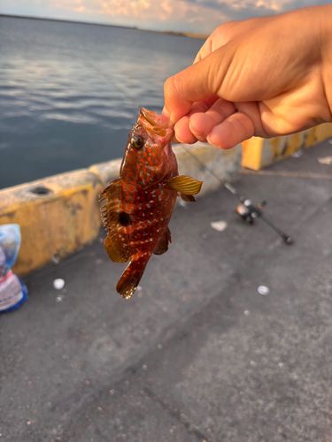 キジハタの釣果