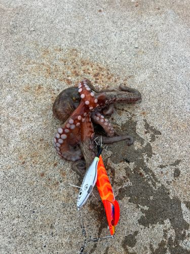 タコの釣果