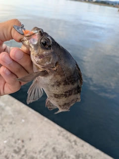 クロメバルの釣果