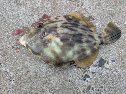 カワハギの釣果
