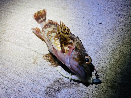 カサゴの釣果