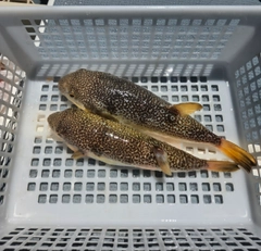 ショウサイフグの釣果