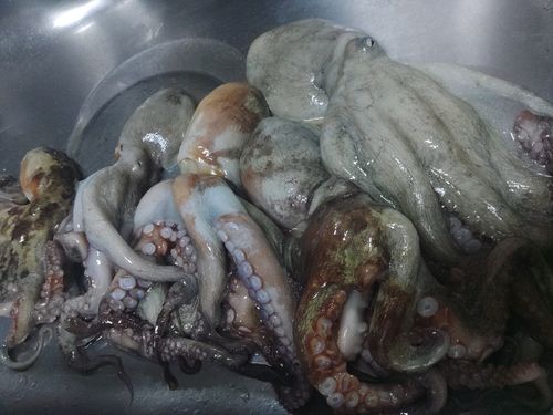 タコの釣果