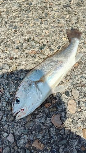 イシモチの釣果