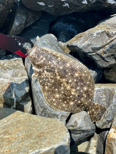 ヒラメの釣果
