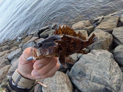 タケノコメバルの釣果
