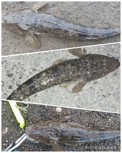 マゴチの釣果