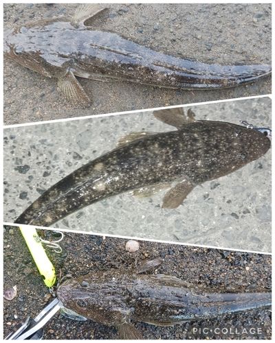 マゴチの釣果