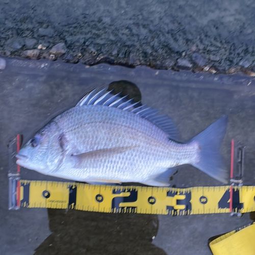 キチヌの釣果