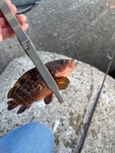 キジハタの釣果