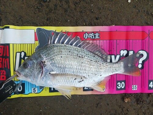 キビレの釣果
