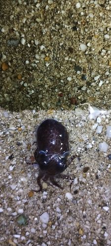 ミミイカの釣果