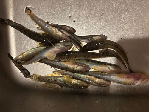 マハゼの釣果