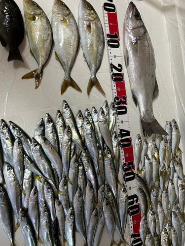 ショゴの釣果