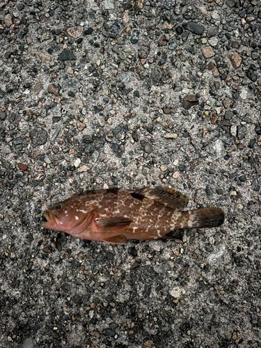 キジハタの釣果