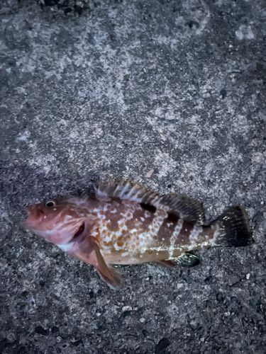 キジハタの釣果