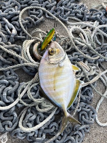 カイワリの釣果