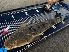 マゴチの釣果