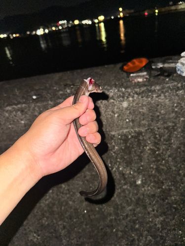 マアナゴの釣果