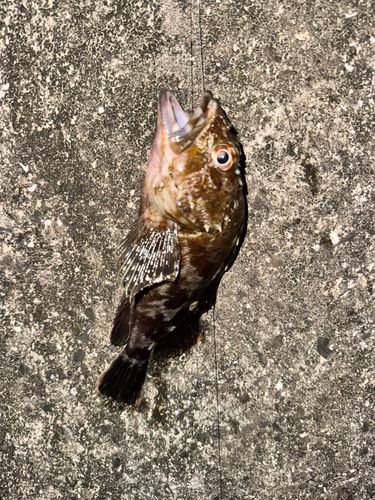 カサゴの釣果