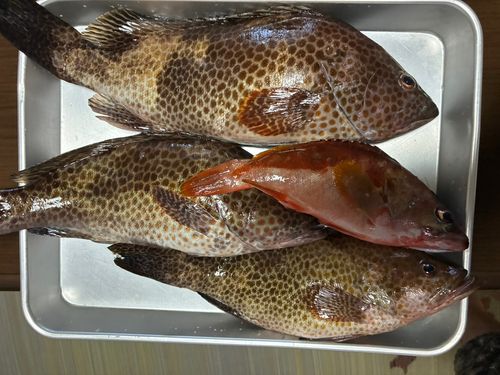 オオモンハタの釣果