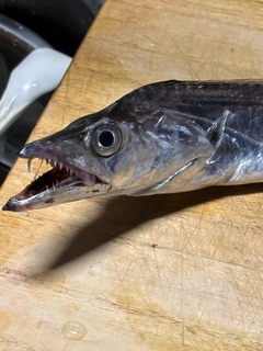 タチウオの釣果