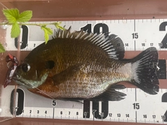 ブルーギルの釣果
