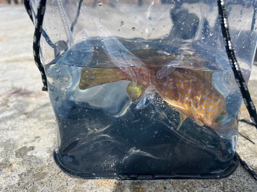 キジハタの釣果