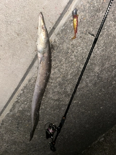 ハモの釣果