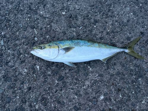 ハマチの釣果