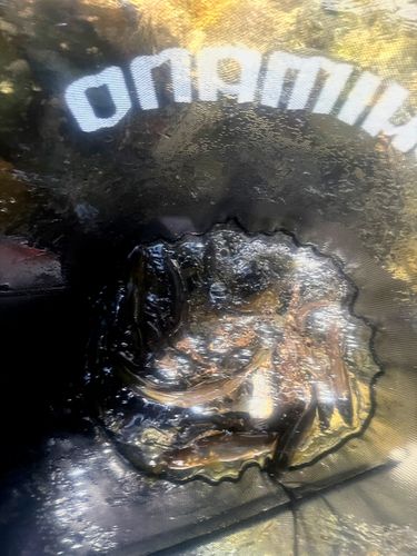 アユの釣果