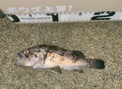クロソイの釣果