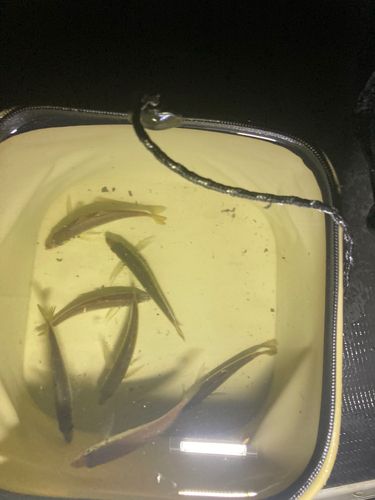 マアジの釣果