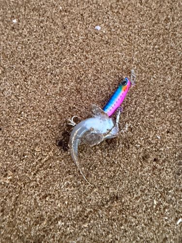 メゴチの釣果