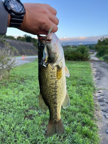 ラージマウスバスの釣果