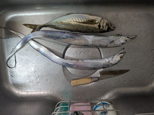 タチウオの釣果