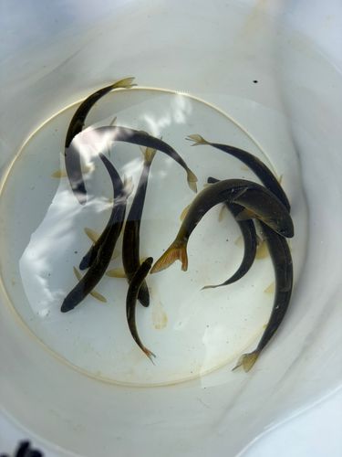 アユの釣果