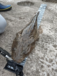 マゴチの釣果